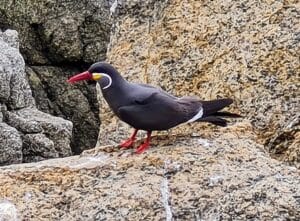 Inca tern on rocks