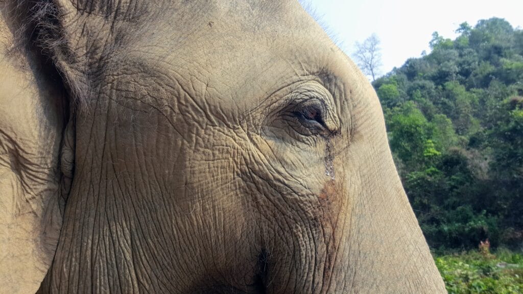 elder elephant with wrinkles