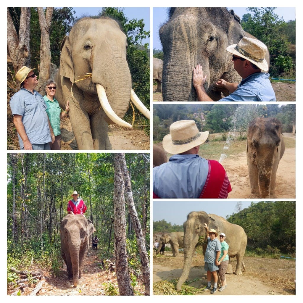 collection of mature couple enjoying care of an elephant 