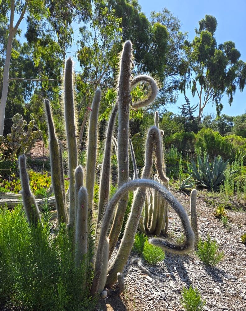 cacti with sun shining behind it