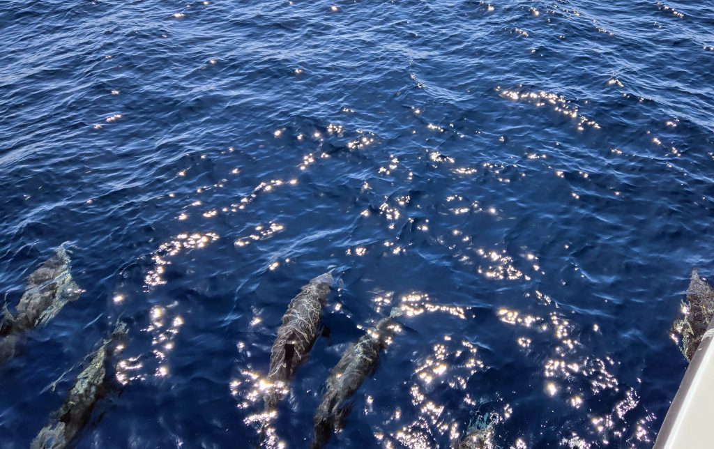 whale watching Oceanside CA